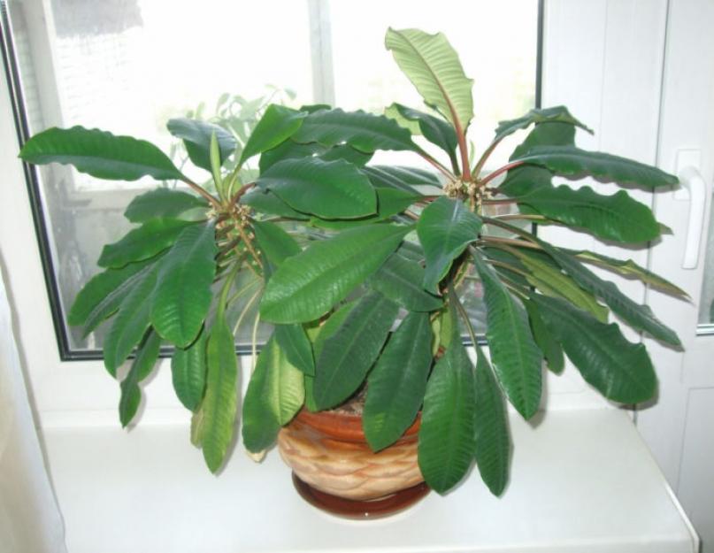 Euphorbia blomvård.  Milkweed skötsel hemma