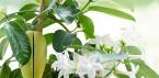 Stephanotis - jasmine liana from Madagascar Why do stephanotis leaves turn yellow