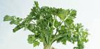 Is it possible for children to have celery Celery root for children