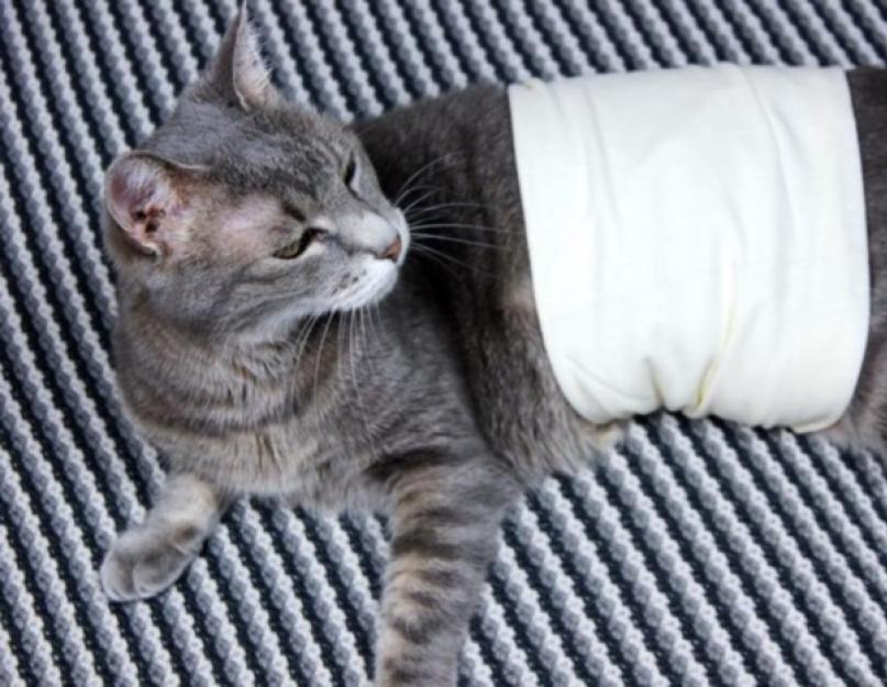 Mačka ima dijareju nakon anestezije.  Proljev kod mačke nakon kastracije: uzroci, liječenje