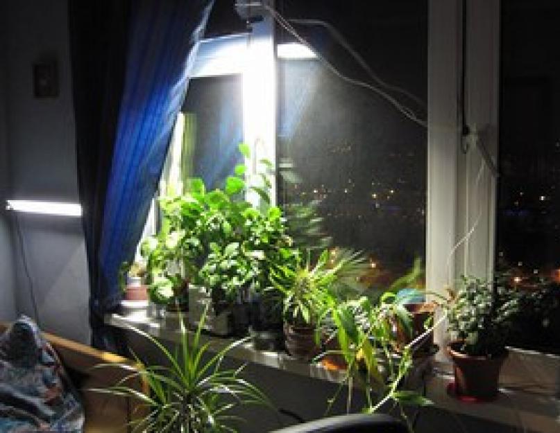 Растения живущие при искусственном освещении. Правильное искусственное освещение комнатных растений и цветов