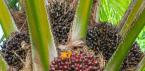 Melting point of palm oil, production features, benefits and harms