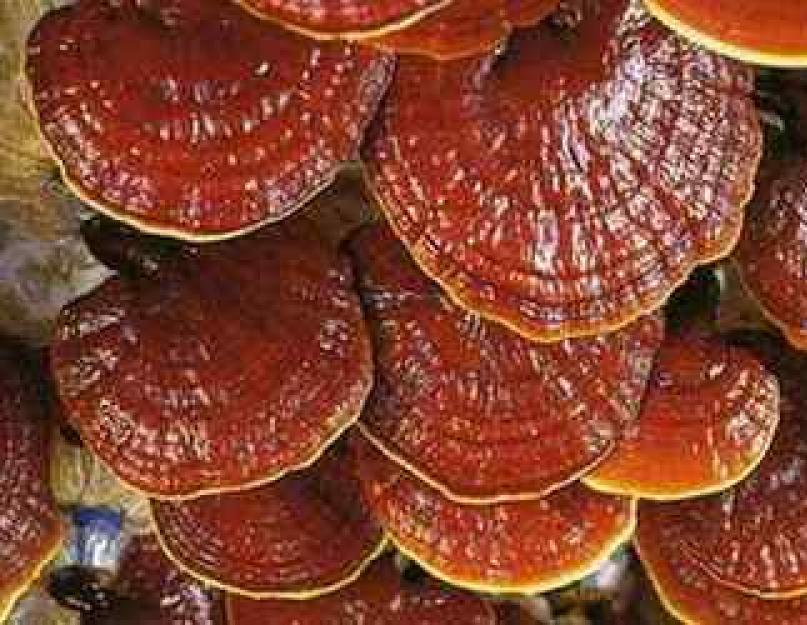 Что такое гриб рейши. Целебные свойства и применение гриба рейши